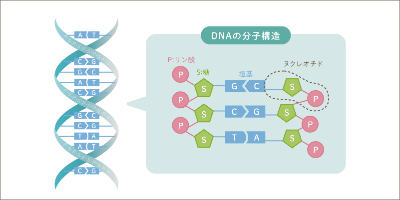 DNAの分子構造