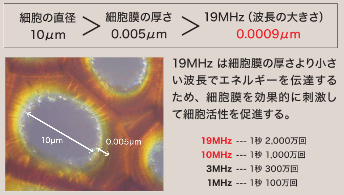 細胞膜の震え(Shaking effect)による細胞活性に19MHzが有用